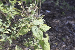 Wissadula amplissima