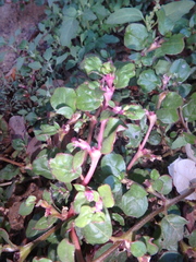 Trianthema portulacastrum