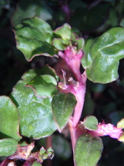Trianthema portulacastrum