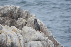 Poikilocarbo gaimardi