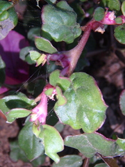 Trianthema portulacastrum