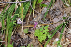 Corydalis
