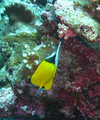 Forcipiger flavissimus