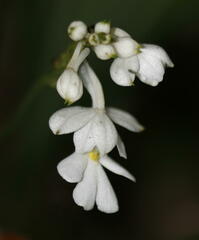 Calanthe