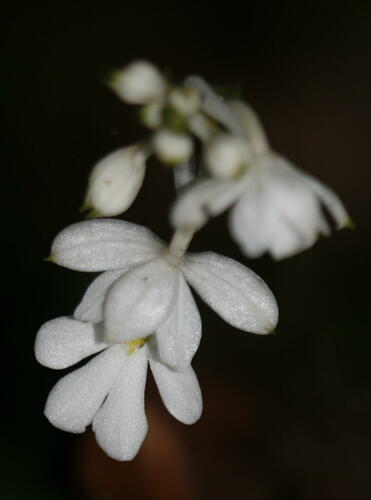 Calanthe triplicata in life