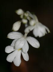 Calanthe