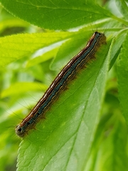Malacosoma neustria