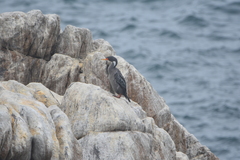 Poikilocarbo gaimardi