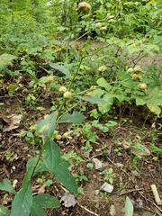 Doellingeria infirma