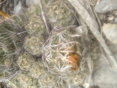 Coryphantha neglecta