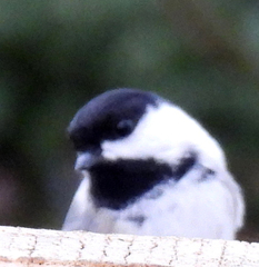 Poecile atricapillus