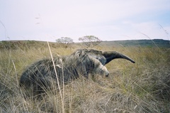 Myrmecophaga tridactyla