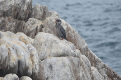 Poikilocarbo gaimardi