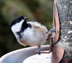 Poecile atricapillus