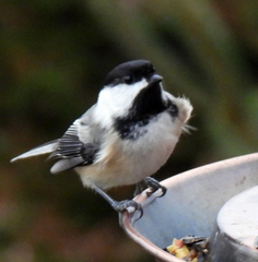 Poecile atricapillus
