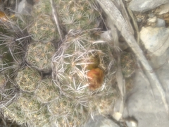 Coryphantha neglecta