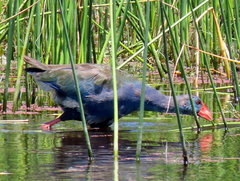 Porphyrio madagascariensis