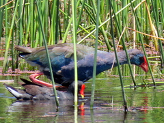 Porphyrio madagascariensis