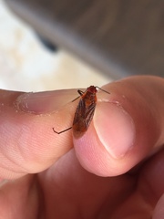 Jadera sanguinolenta