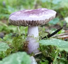 Inocybe lilacina