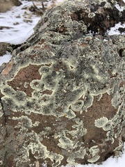 Dimelaena