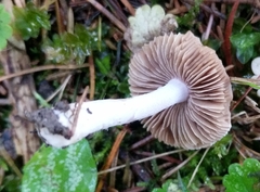 Inocybe lilacina