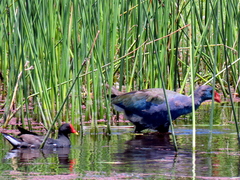 Porphyrio madagascariensis