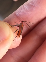 Jadera sanguinolenta