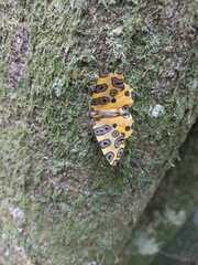 Pantherodes pardalaria