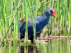 Porphyrio madagascariensis