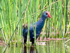 Porphyrio madagascariensis