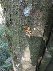 Pantherodes pardalaria