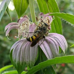 Dielis trifasciata