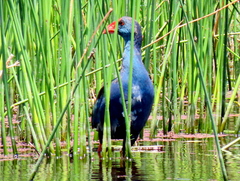Porphyrio madagascariensis