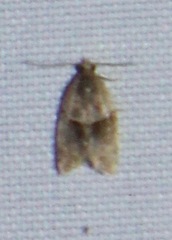 Clepsis peritana