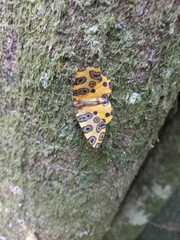 Pantherodes pardalaria