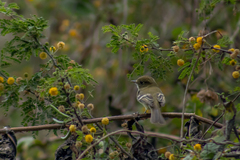 Empidonax occidentalis