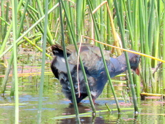 Porphyrio madagascariensis