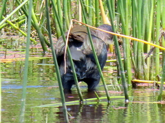Porphyrio madagascariensis