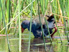 Porphyrio madagascariensis