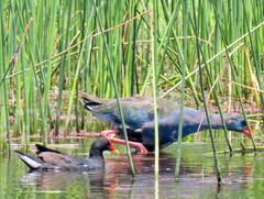 Porphyrio madagascariensis