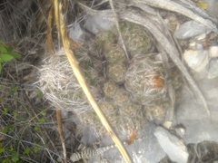 Coryphantha neglecta