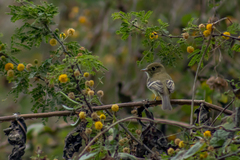 Empidonax occidentalis