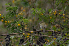 Empidonax occidentalis