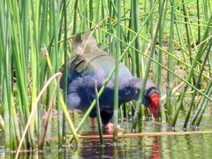 Porphyrio madagascariensis