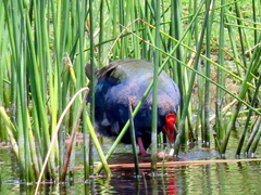 Porphyrio madagascariensis