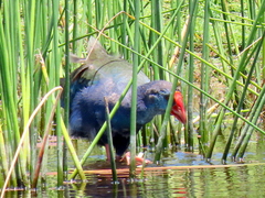 Porphyrio madagascariensis