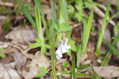 Corydalis solida