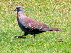 Columba guinea phaeonota