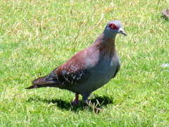 Columba guinea phaeonota